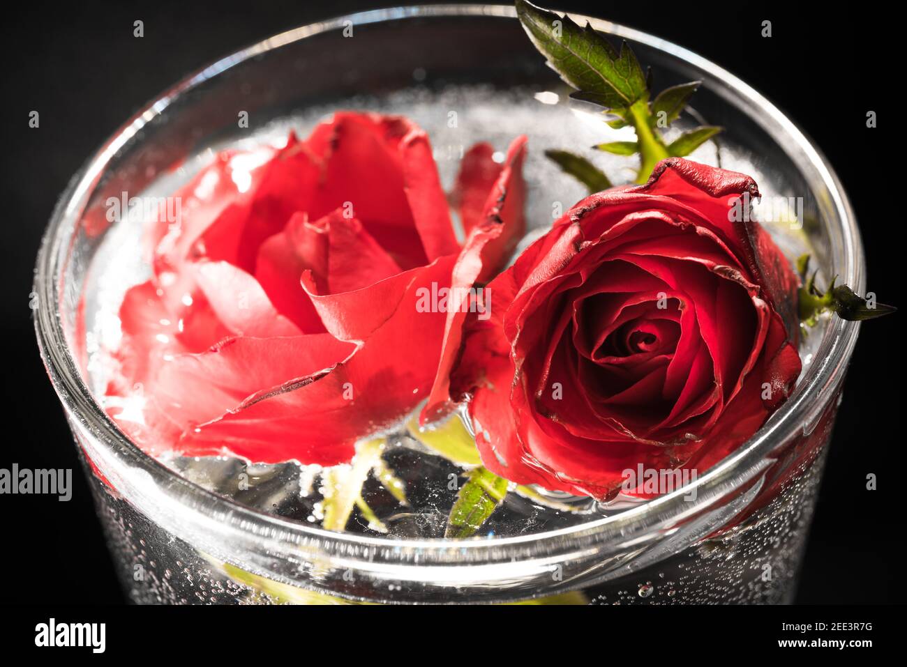 rosen im Wasser Stock Photo
