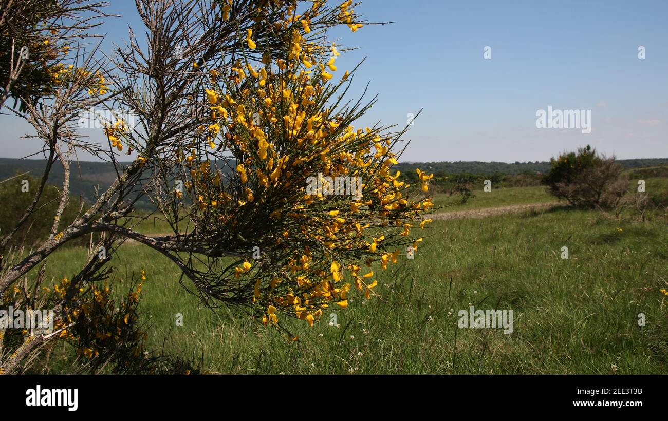 Closeup of Cytisus scoparius plant branches with yellow blossoms Stock Photo