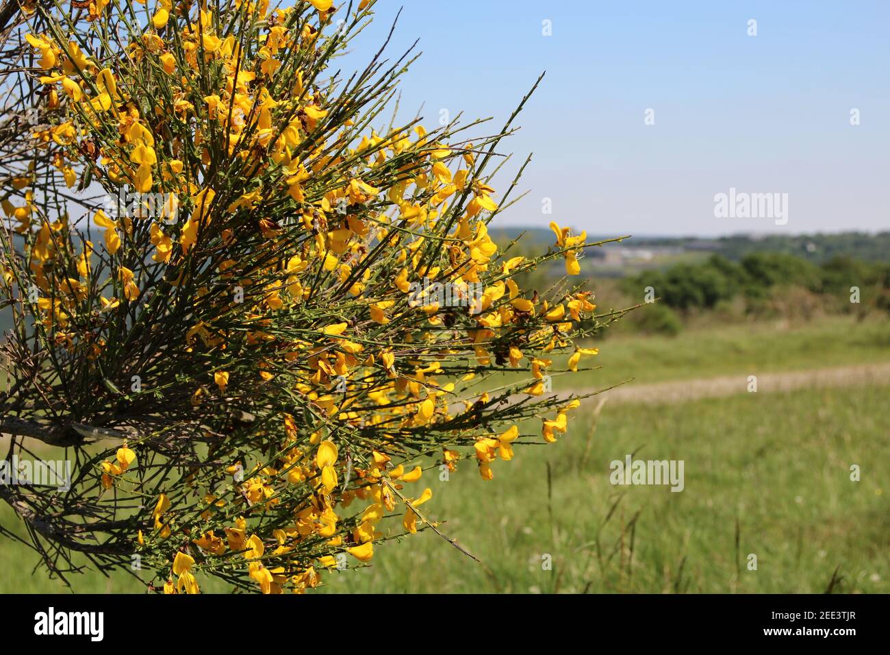 Scotch broom with yellow flowers growing in the field; a plant in the background with a copy space Stock Photo