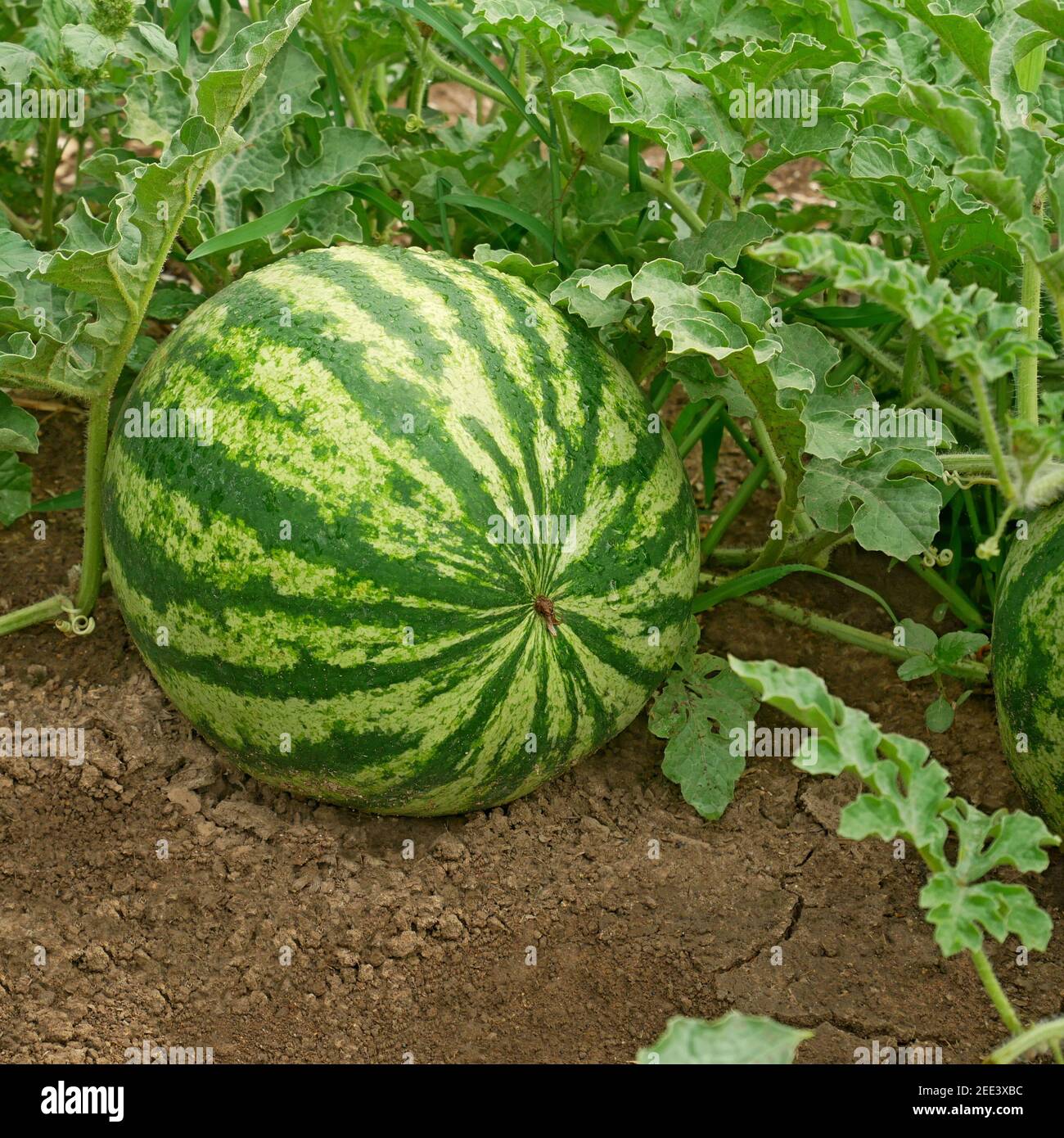 Vegetable creeper sweet hires stock photography and images Alamy