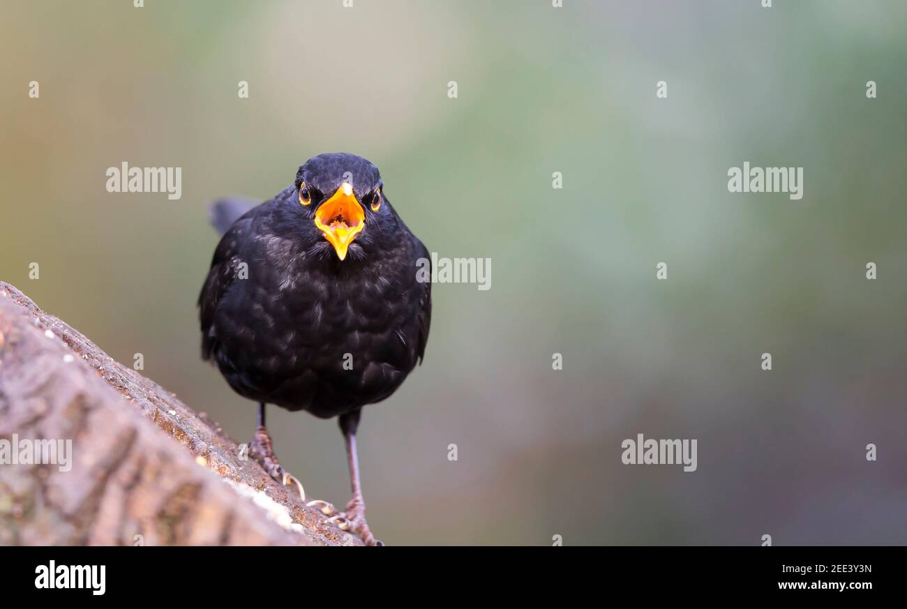 Front view close up of a wild, UK blackbird (Turdus merula) isolated outdoors on tree stump staring, looking angry, shouting with beak open wide. Stock Photo