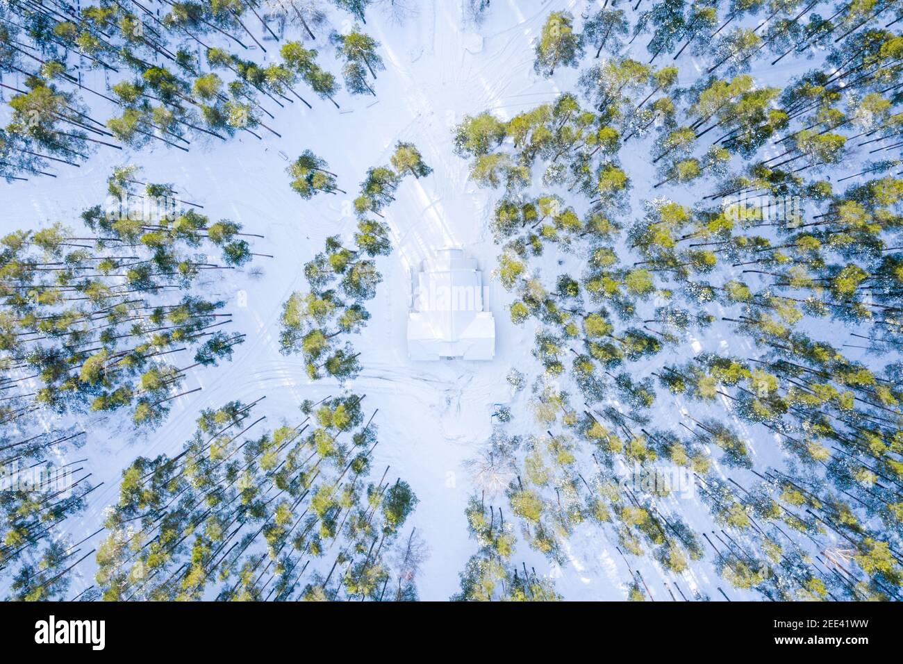 Aerial view of a forest covered in trees and snow under the sunlight in ...