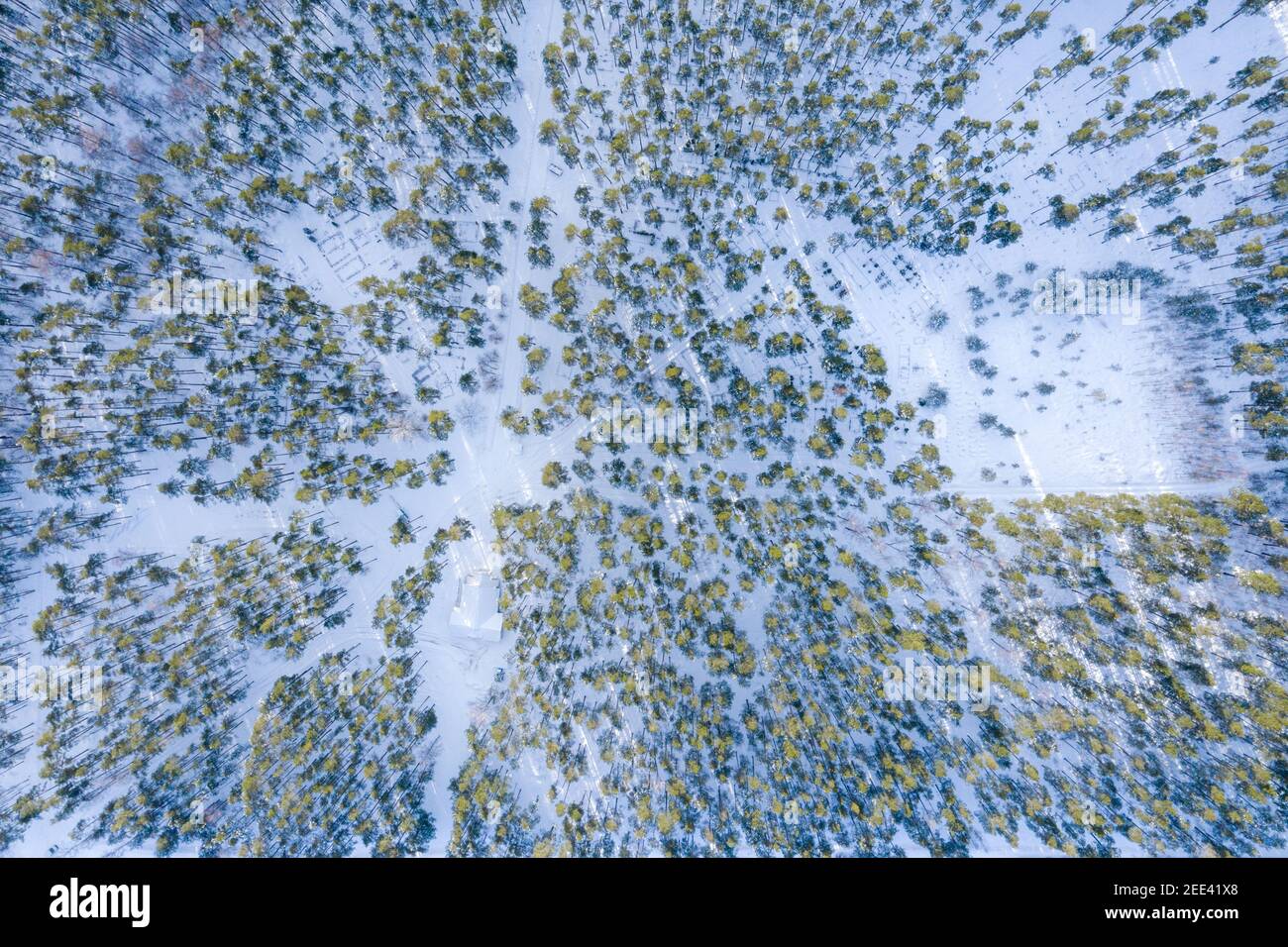 Aerial view of a forest covered in trees and snow under the sunlight in ...