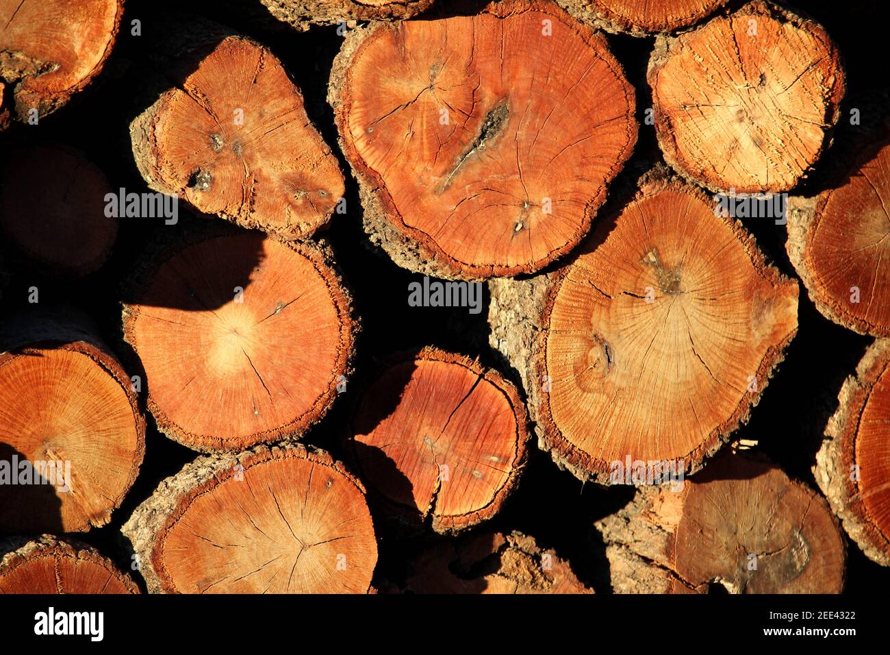 Closeup shot chopped tree hi-res stock photography and images - Alamy