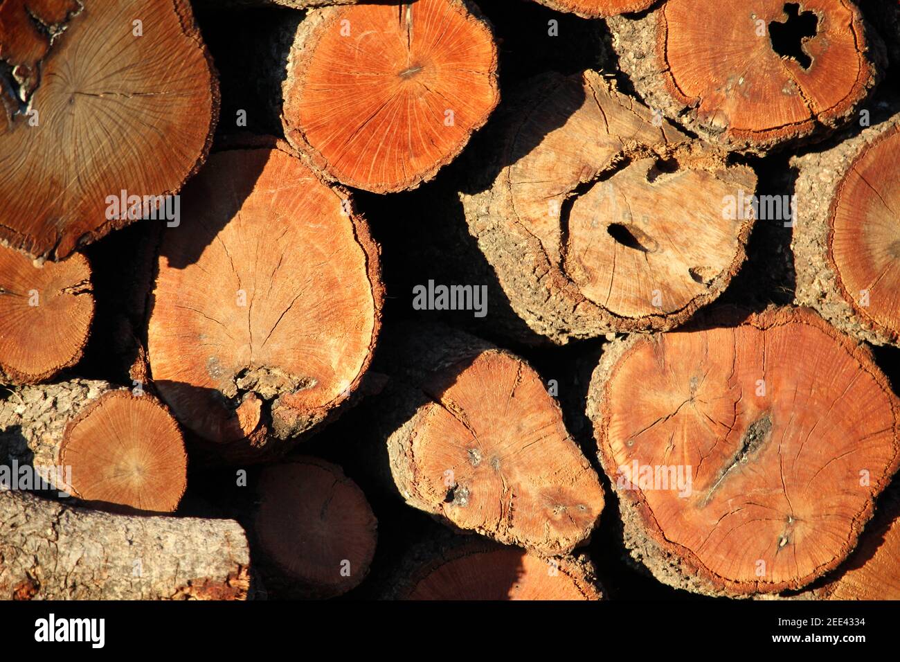 Closeup shot chopped tree hi-res stock photography and images - Alamy