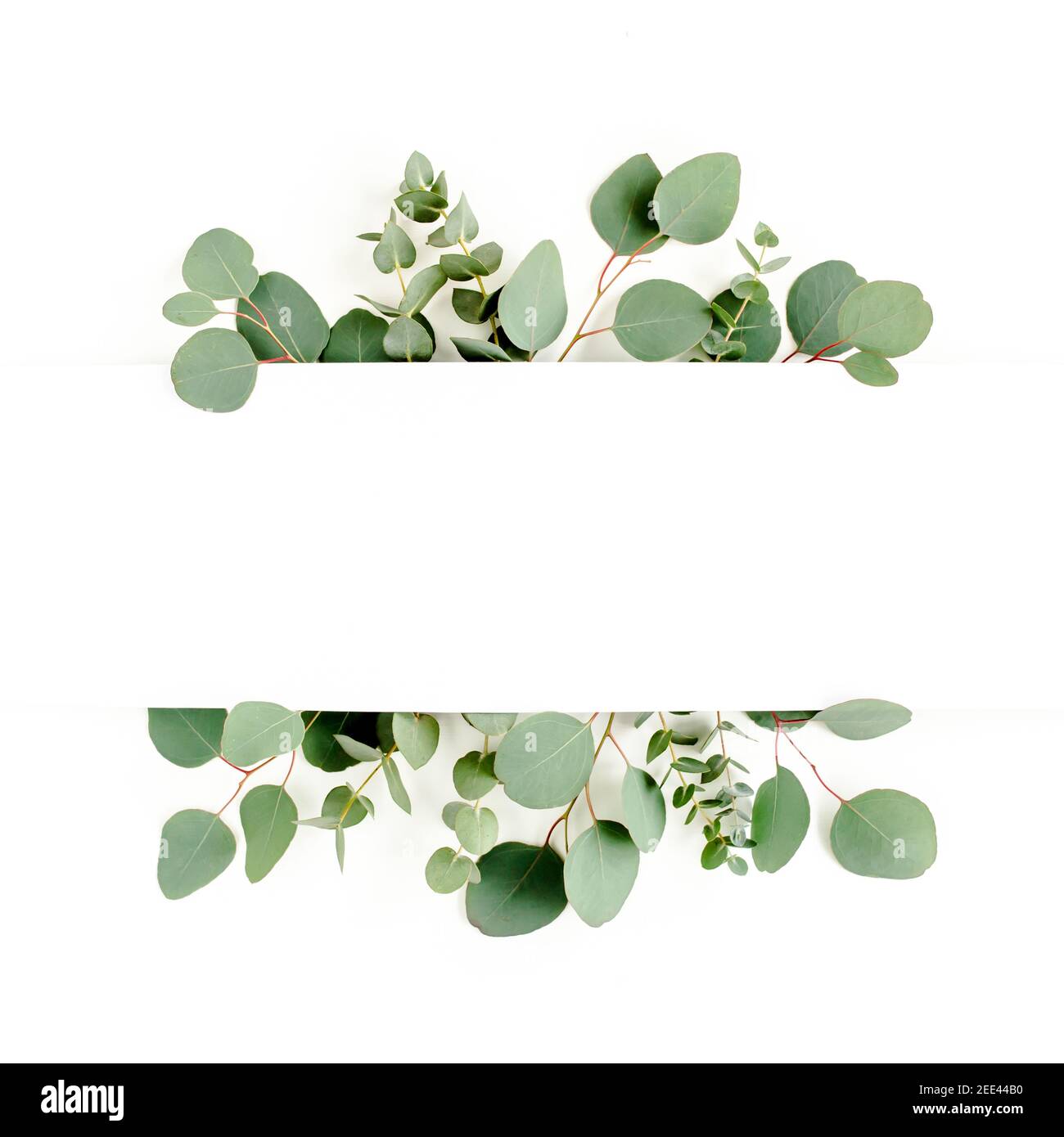 Frame, border made of green leaves eucalyptus isolated on white background.  flat lay, top view Stock Photo - Alamy