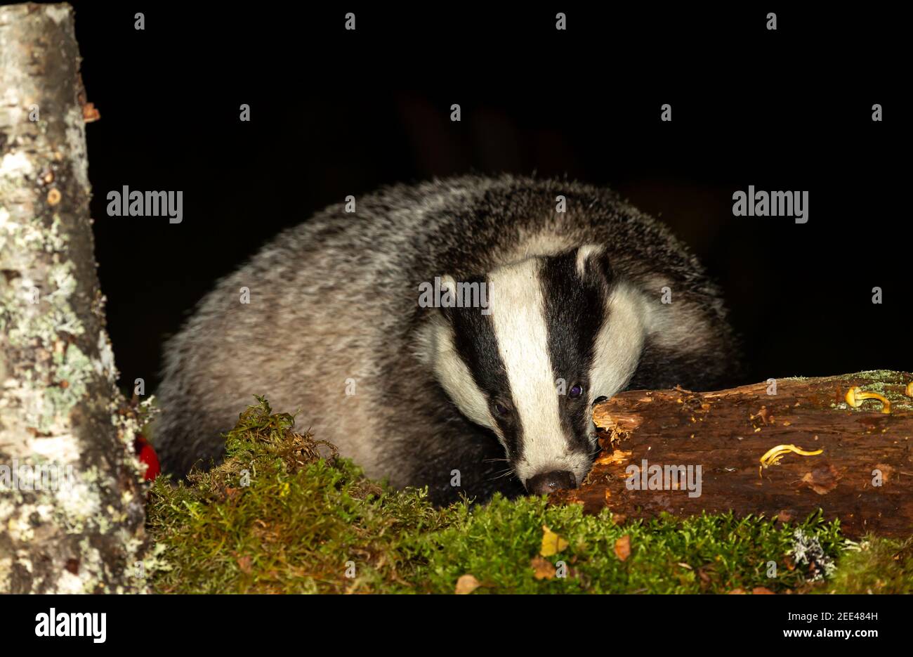 Badger, Scientific name, Meles Meles.  Wild, native badger foraging on a decaying log at night time.  Facing forward with green moss toadstools and a Stock Photo