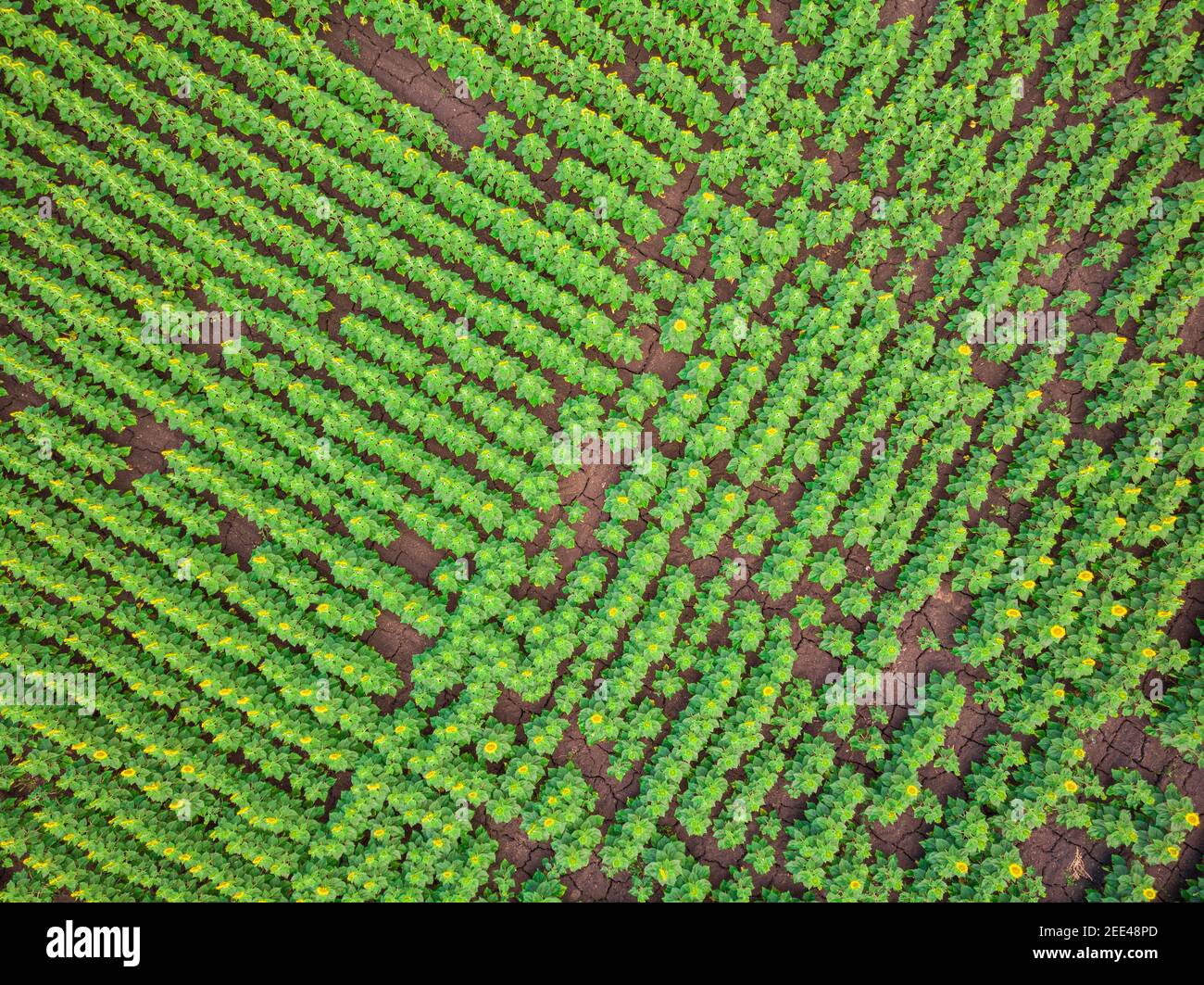 Top view field flowering sunflowers hi-res stock photography and images ...