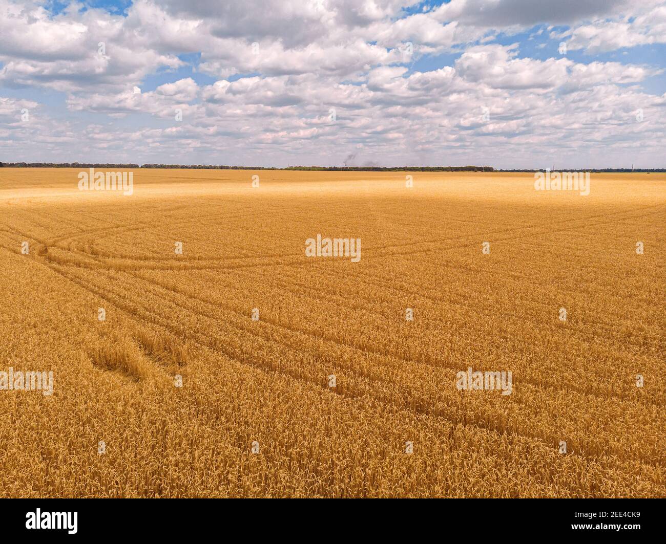 Aerial view of summer wheat field crops for harvest and blue sky with ...