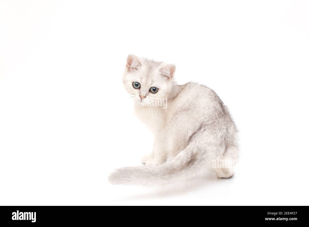 Cute beautiful kitten of British breed sits on a white background. Stock Photo