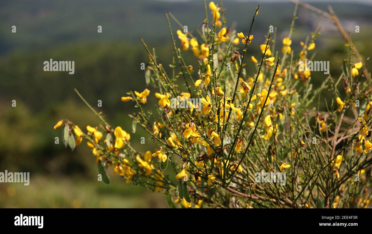 Flowering shrub of a Cytisus scoparius plant Stock Photo