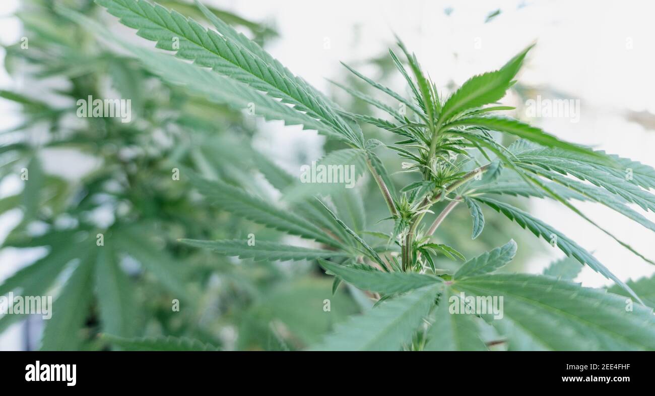 Beautiful marijuana plant.Cannabis plant in flower.Natural medicine, superior healing.Cannabis industry,organic cultivation.Cannabis home growing Hemp Stock Photo