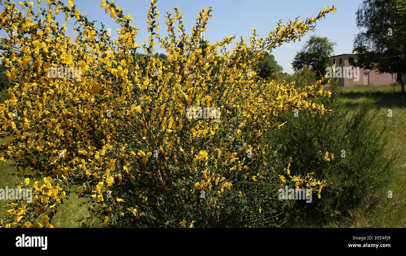 Blooming bush of a Cytisus scoparius plant Stock Photo