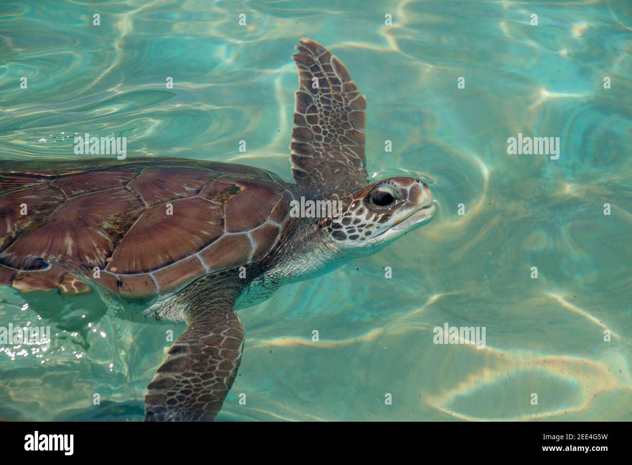 Turtle swimming in water, Caribbean Stock Photo