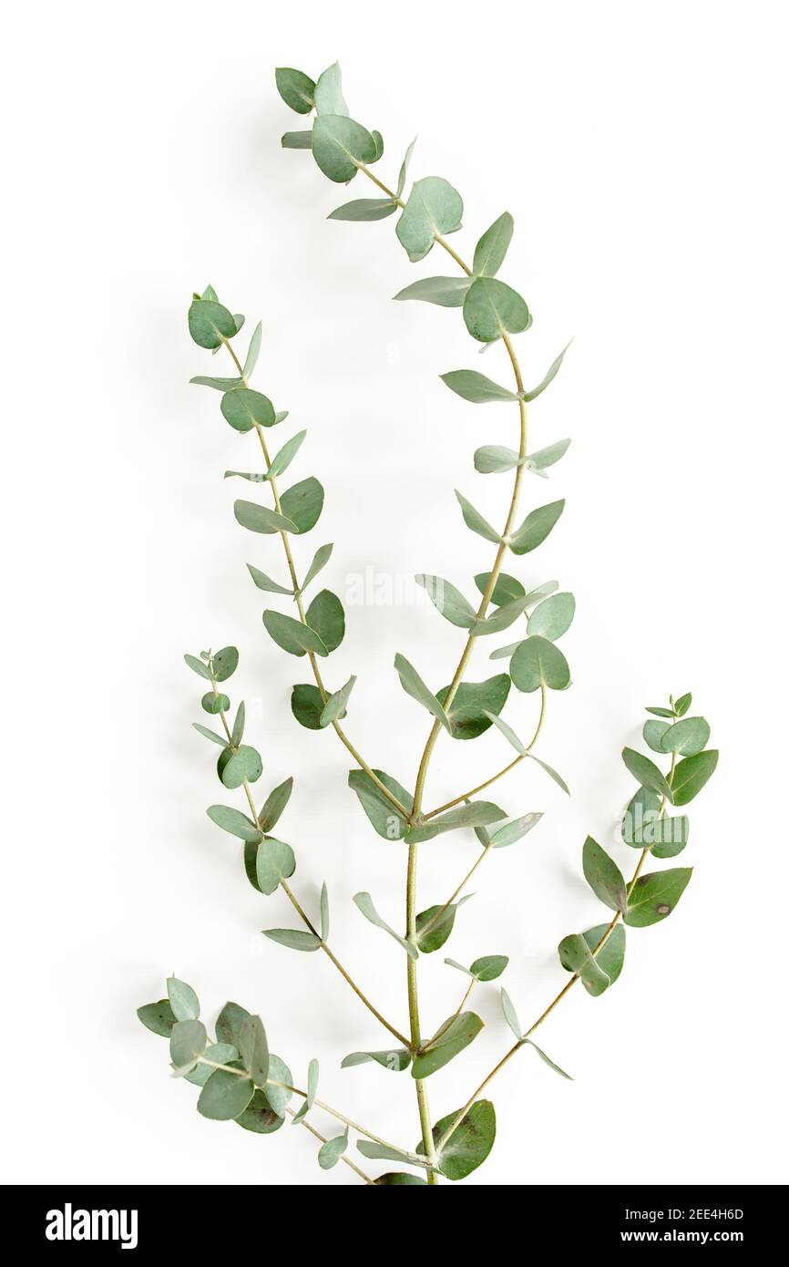 Green leaves eucalyptus isolated on white background Stock Photo - Alamy