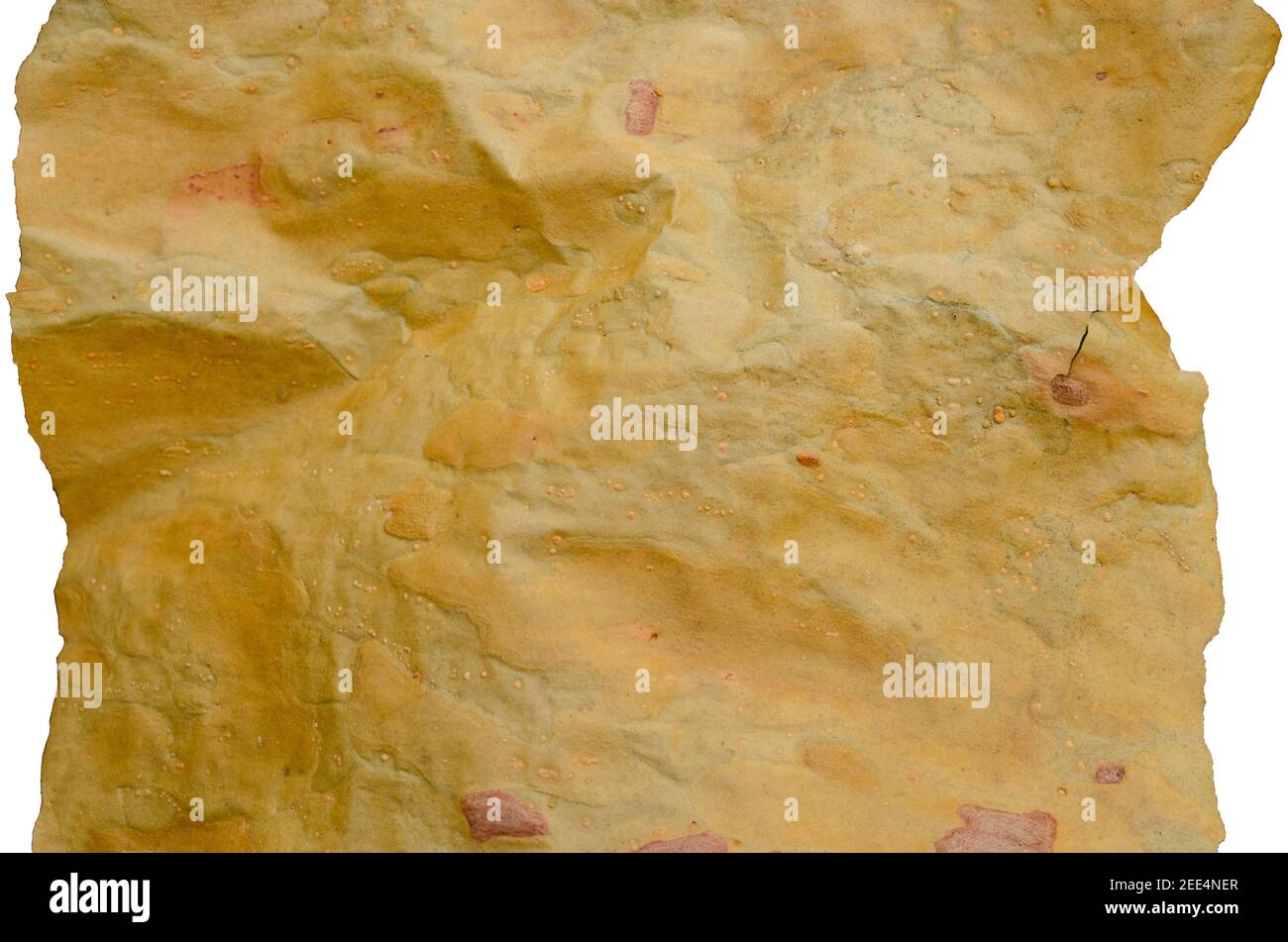 Pinewood Pinery forest closeup isolated Bark Pine tree Macro. Grunge