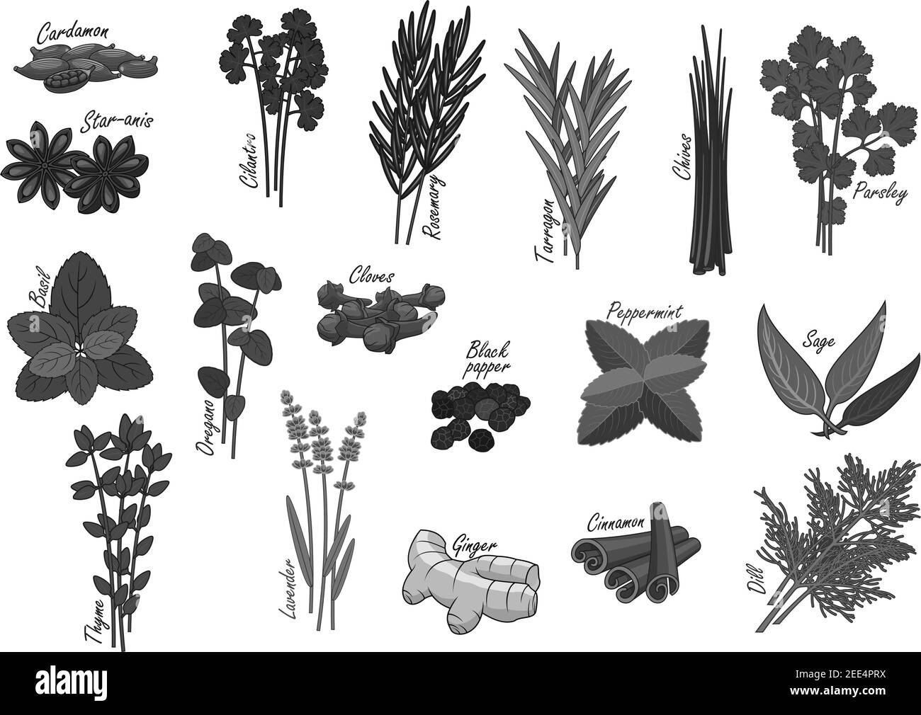 Herbs and spices icons of cardamom and anise star, cilantro or rosemary and tarragon. Seasoning chives, parsley or nasil and lavender, ginger and cinn Stock Vector