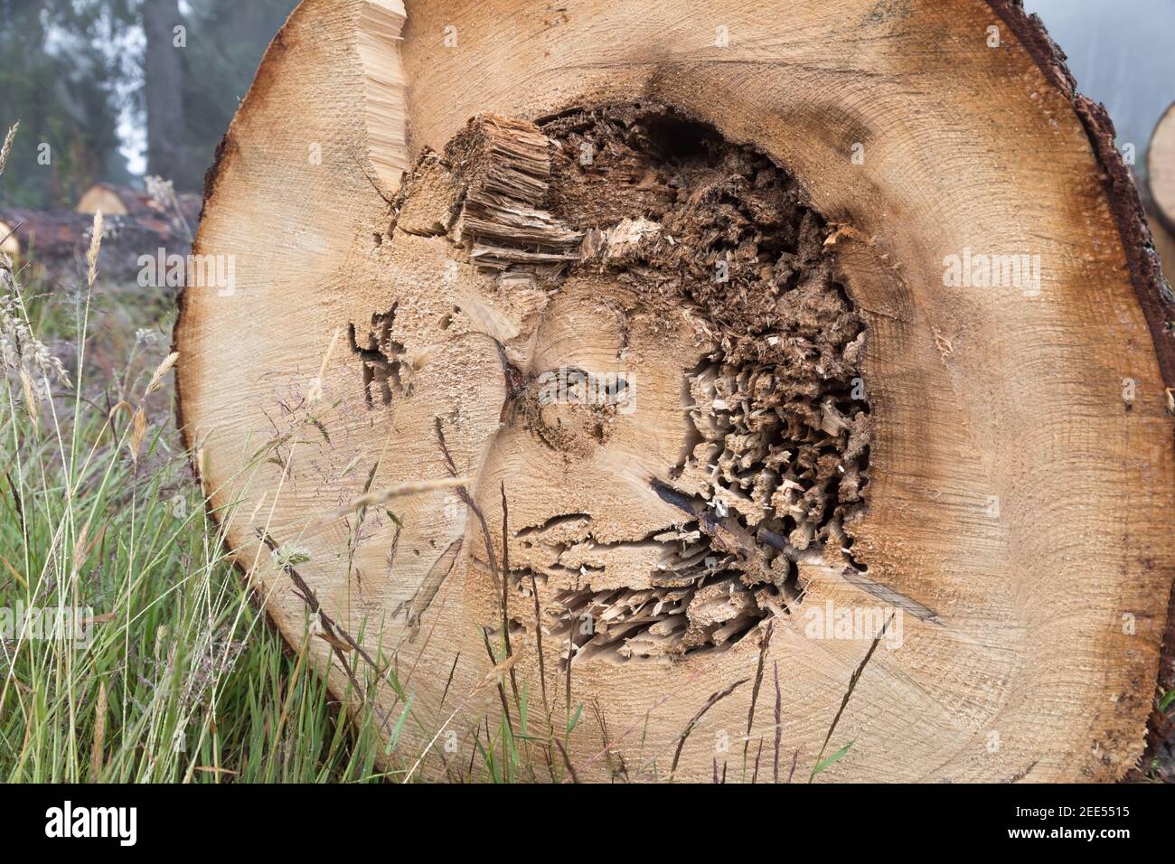 cut end of a tree trunk with insect damage Stock Photo