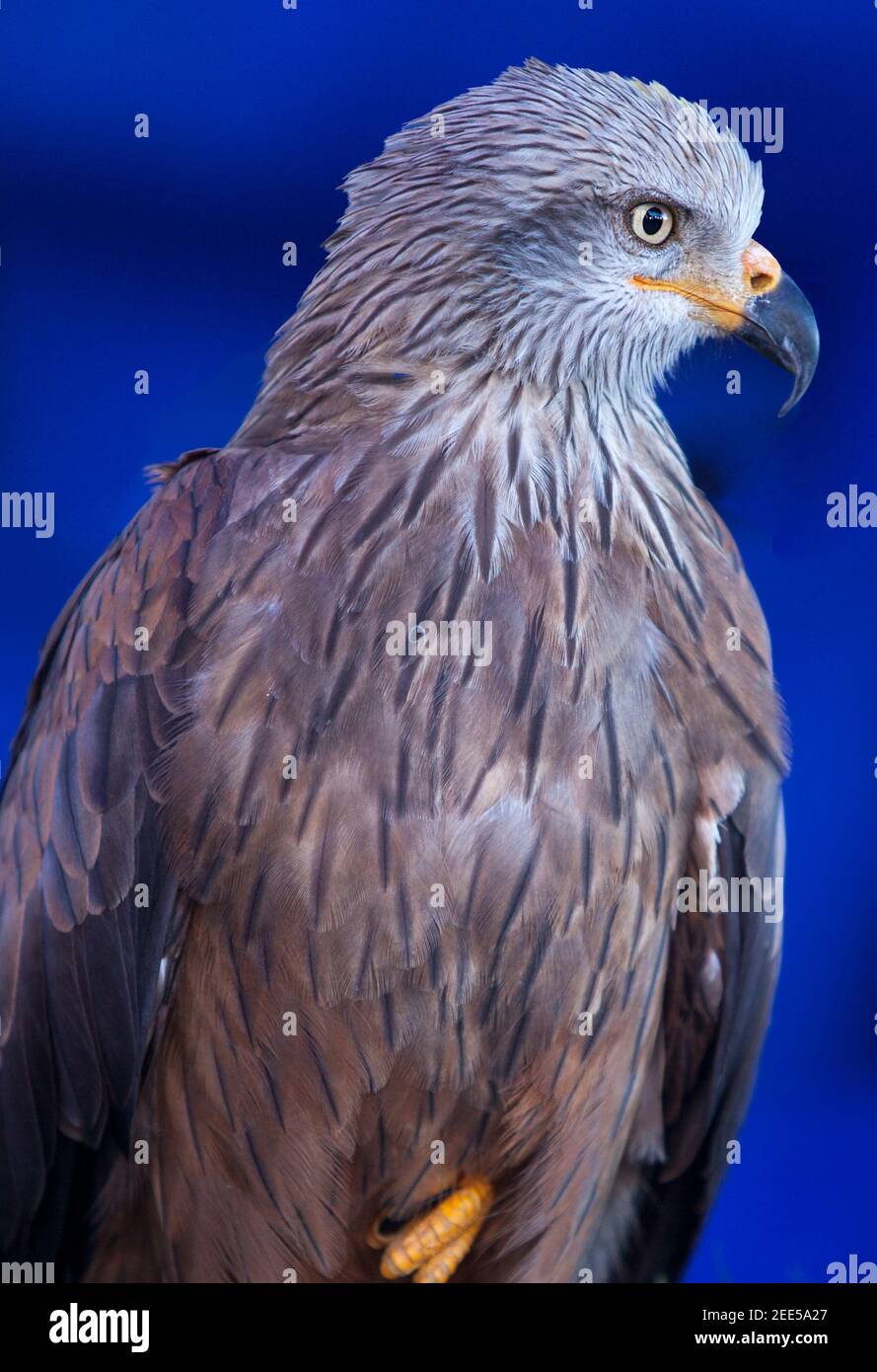 The red kite, Milvus milvus, a medium-large bird of prey in the family Accipitridae. Isolated over blue background Stock Photo
