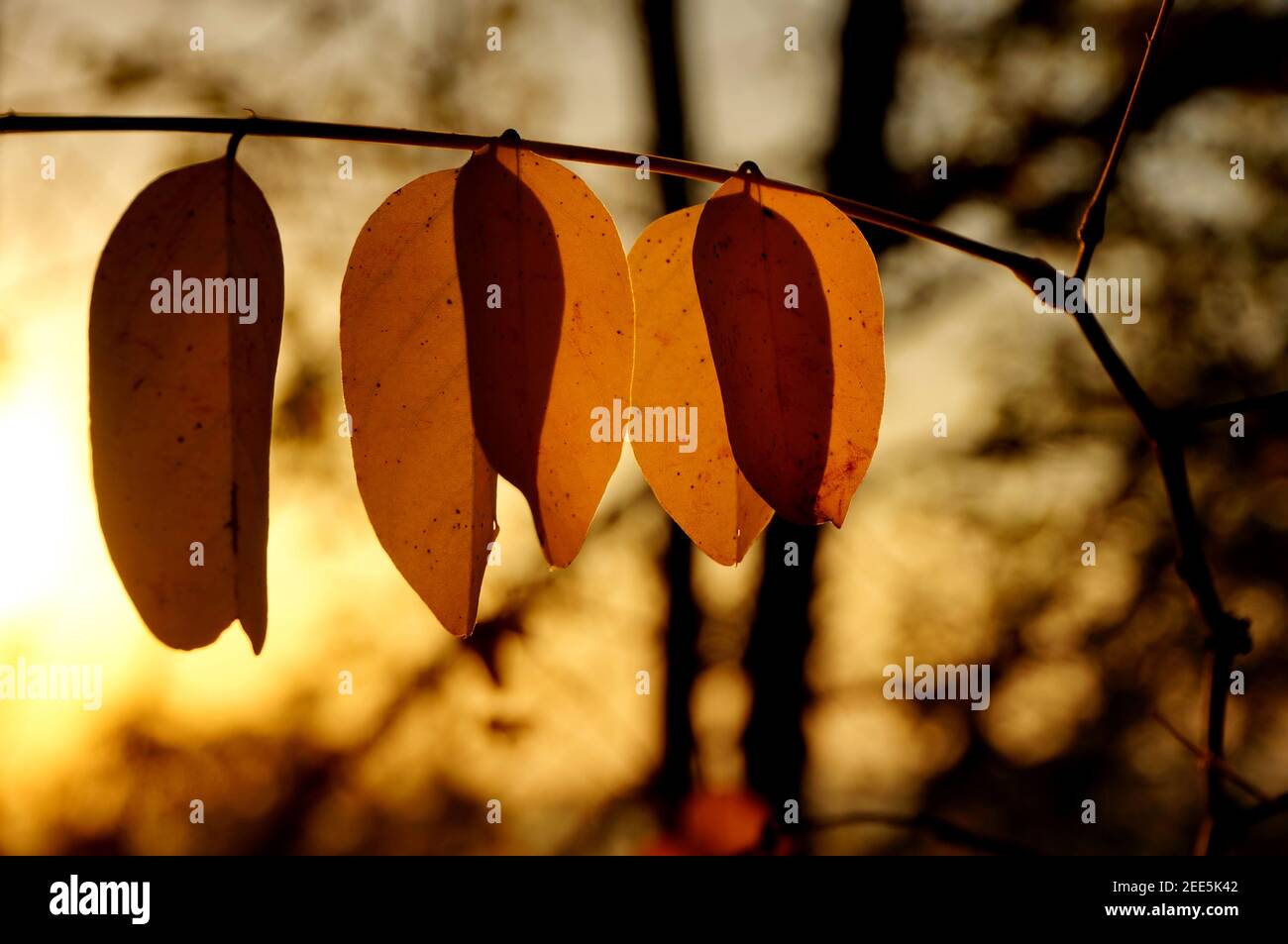 Yellow autumn leaves on the tree branch at sunset Stock Photo