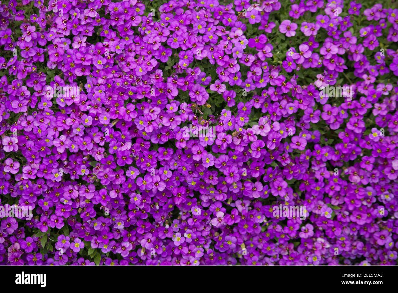 Aubrieta plant with purple small blossom grow in stone garden Stock Photo