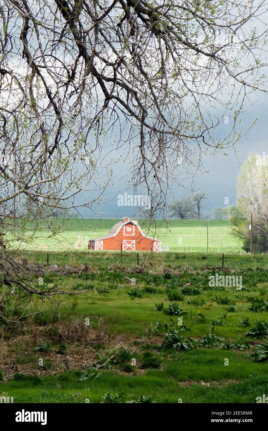 Red white traditional barn on farm in field, green pastures surrounded