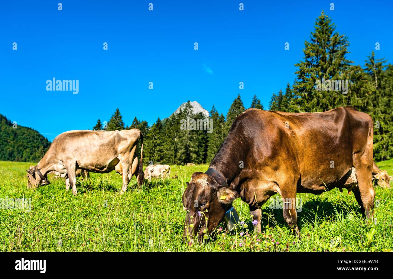 Grazing cows in the Swiss Alps Stock Photo - Alamy