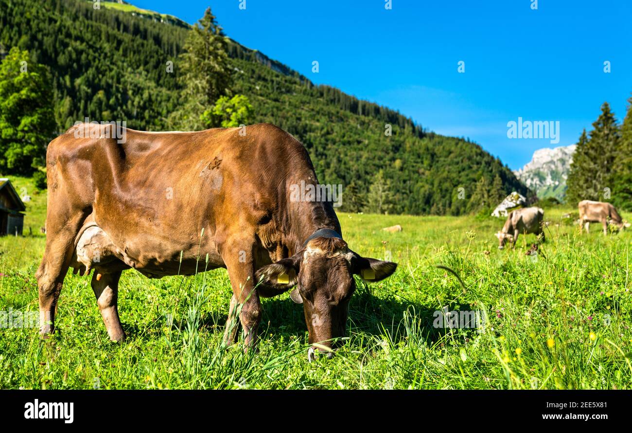 Grazing cows in the Swiss Alps Stock Photo - Alamy