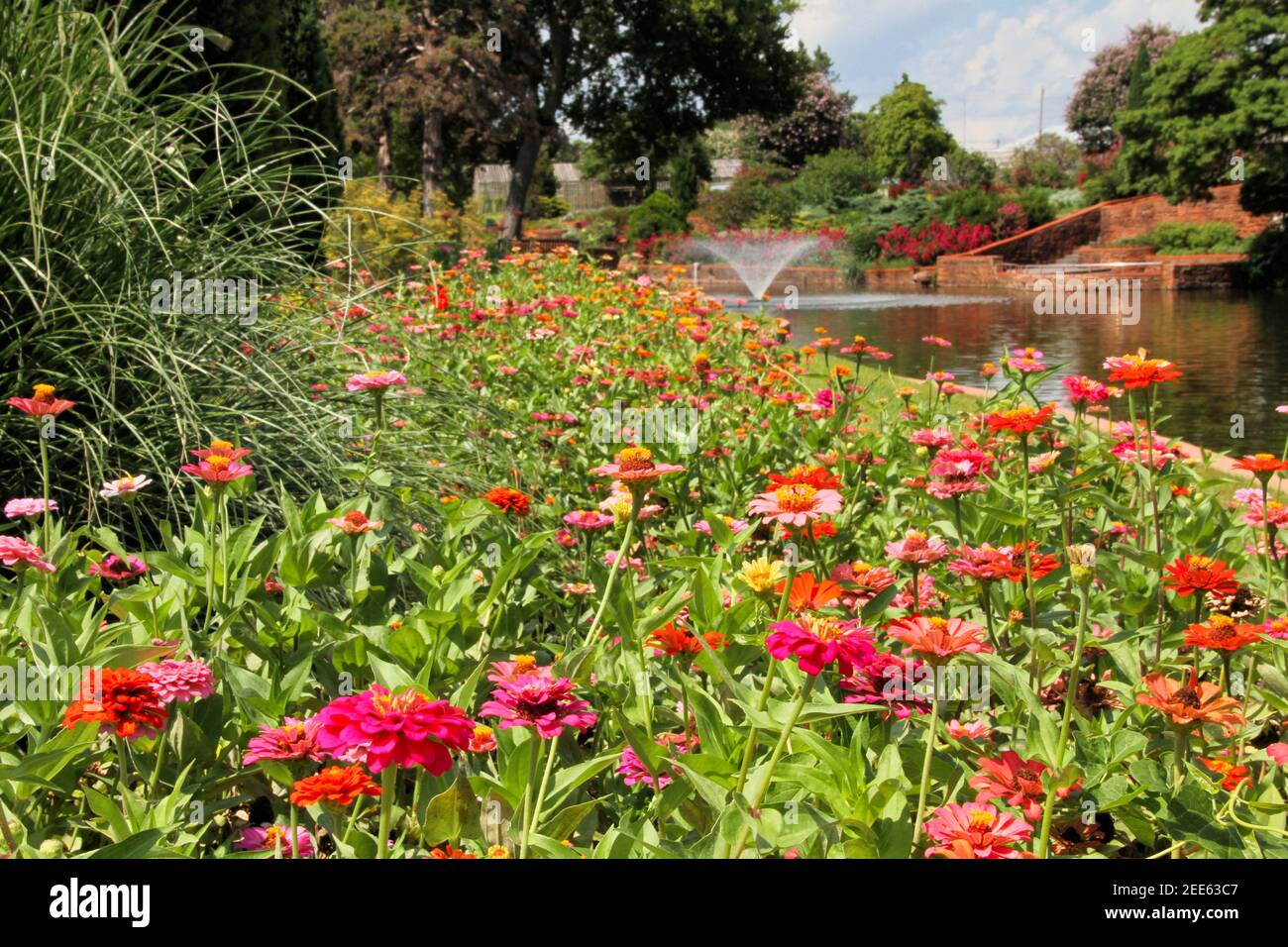 A field of zinnias acts as the front player while a pond with a fountain and blooming crape myrtles in the background at Will Rogers Park Gardens, OKC. Stock Photo