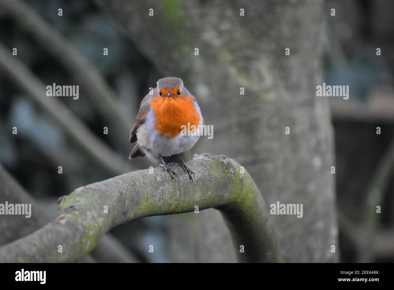 Robins are noted for highly aggressive territorial behaviour attacking competitors A robin produces a fluting warbling song during the breeding season Stock Photo