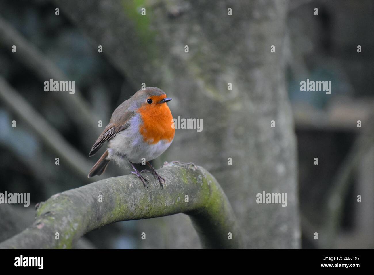 Adult European robin perching. Male and female birds have orange breast and face more strongly coloured in the British subspecies lined by bluish grey Stock Photo