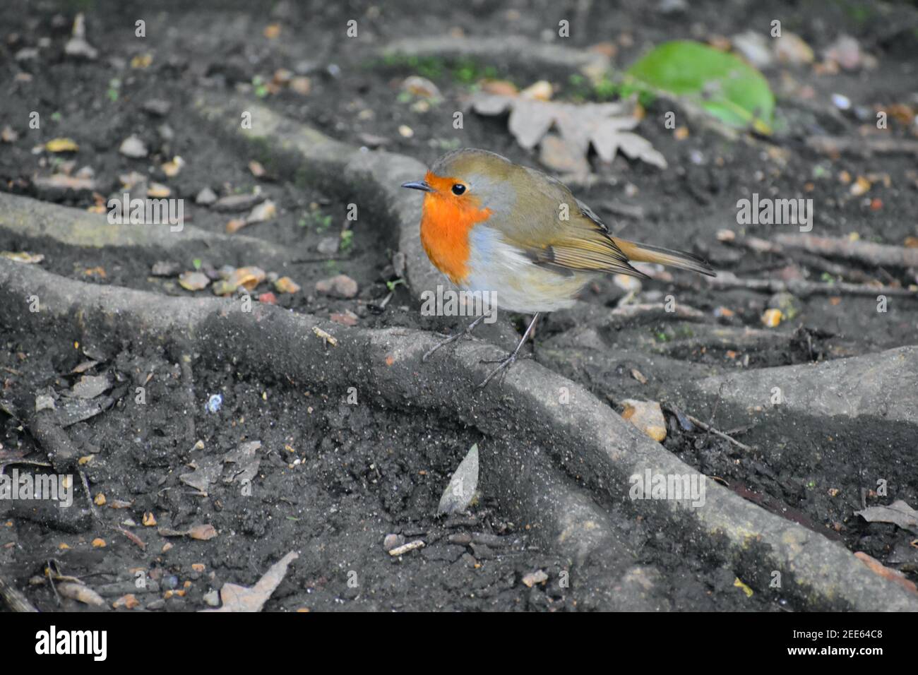 European robin actively hunts insects on moonlit nights or near artificial light at night. Garden bird with orange breast face olive-tinged upperparts Stock Photo