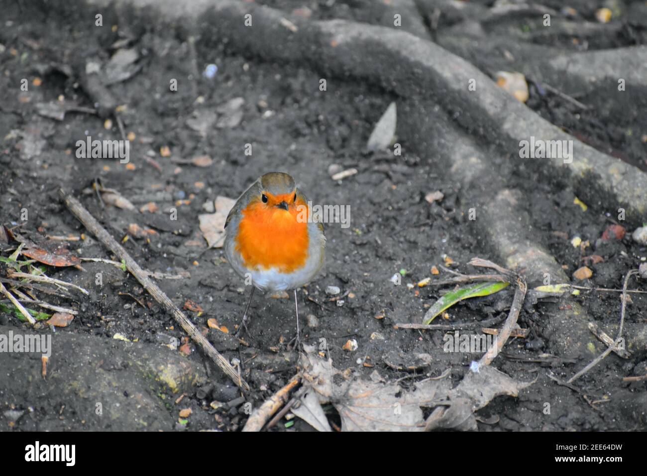 Robin is diurnal though it has been reported hunting insects at night. It has orange breast face olive-tinged upperparts whitish belly brown legs feet Stock Photo