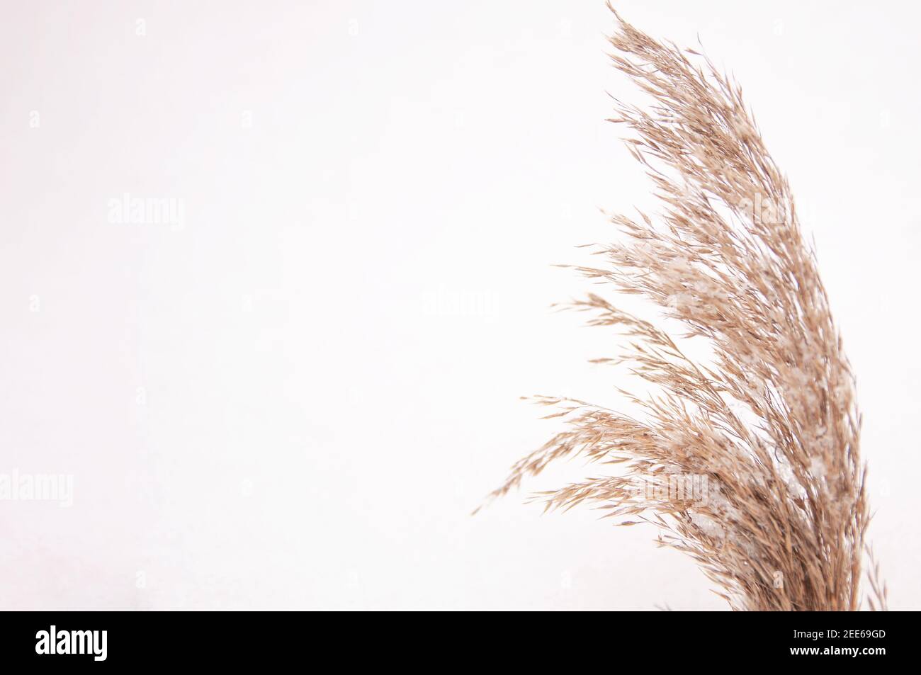 Fall Rye Head Rye grass seed head hi-res stock photography and images - Alamy