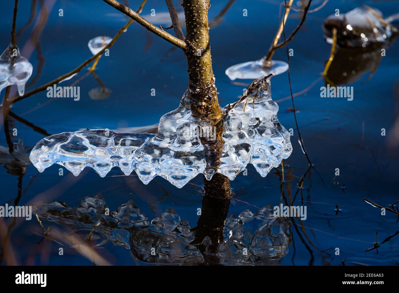 Detail of icicles on the branchlets on the river shore of Moldau in Prague Stock Photo