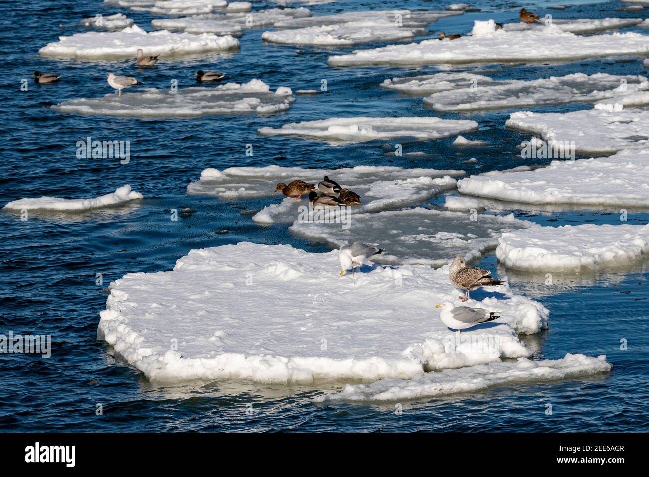 Wild birds perched on a piece of ice floating on the surface of the water Coastal sea birds. Winter season. Stock Photo
