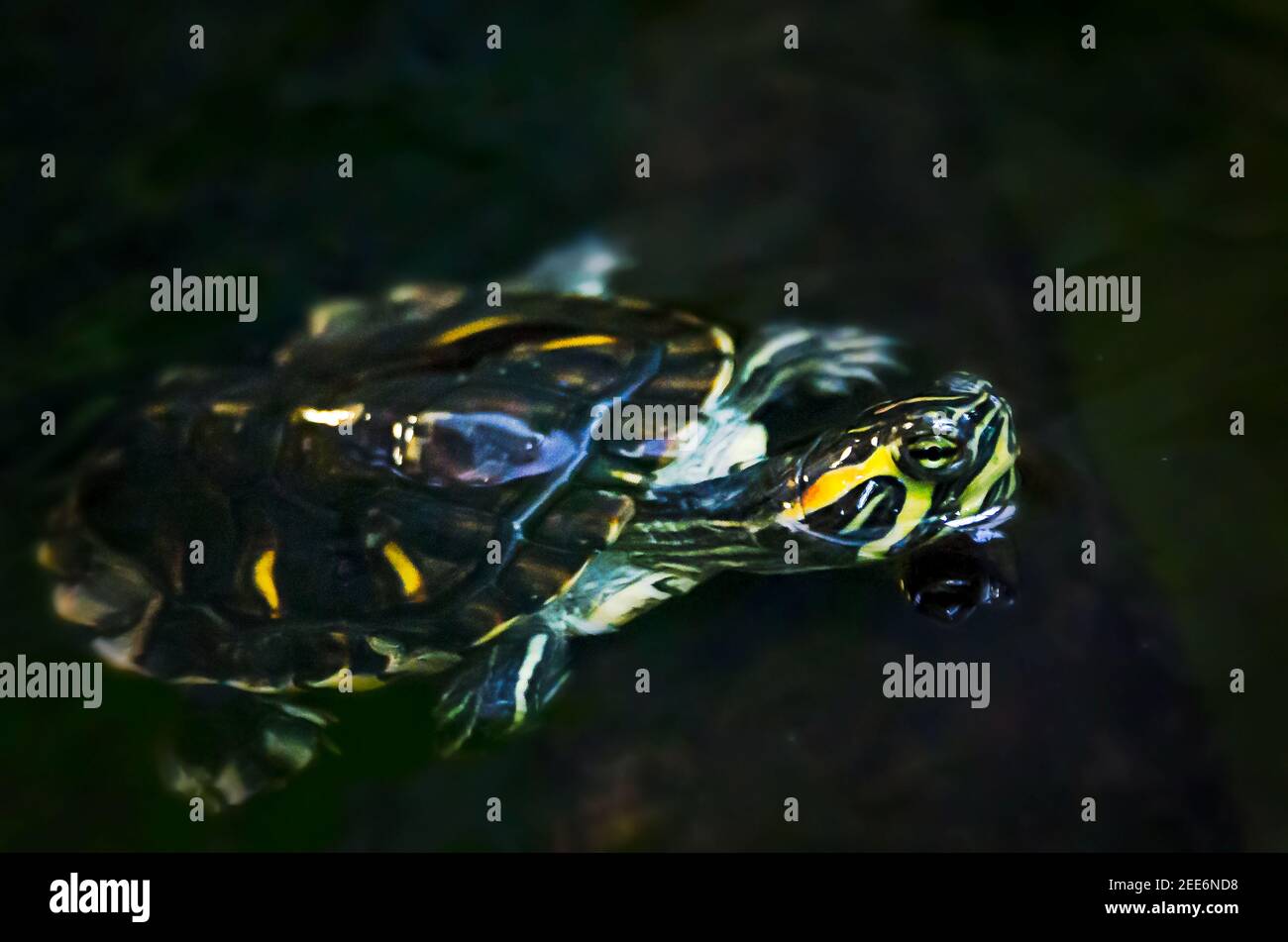 An Alabama redbellied turtle swims in an aquarium at Dauphin Island