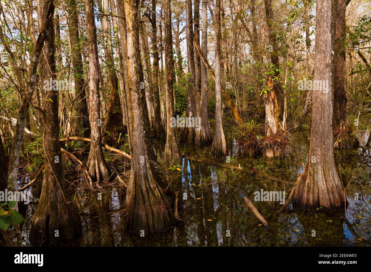 Big Cypress National Preserve, Florida Stock Photo