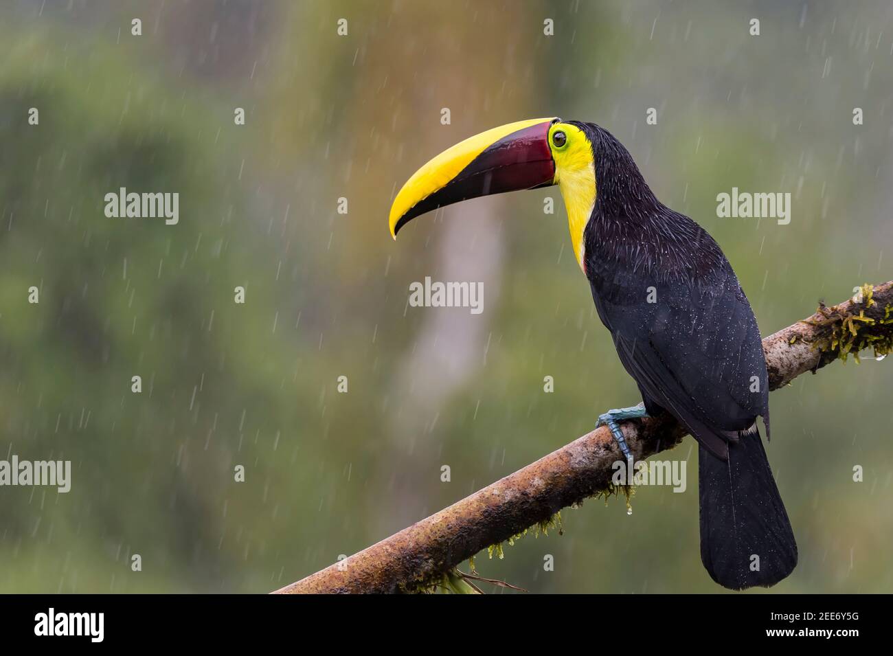 Yellow-throated Toucan (ramphastos ambiguus) under the rain in the tropical rain forest of Costa Rica Stock Photo