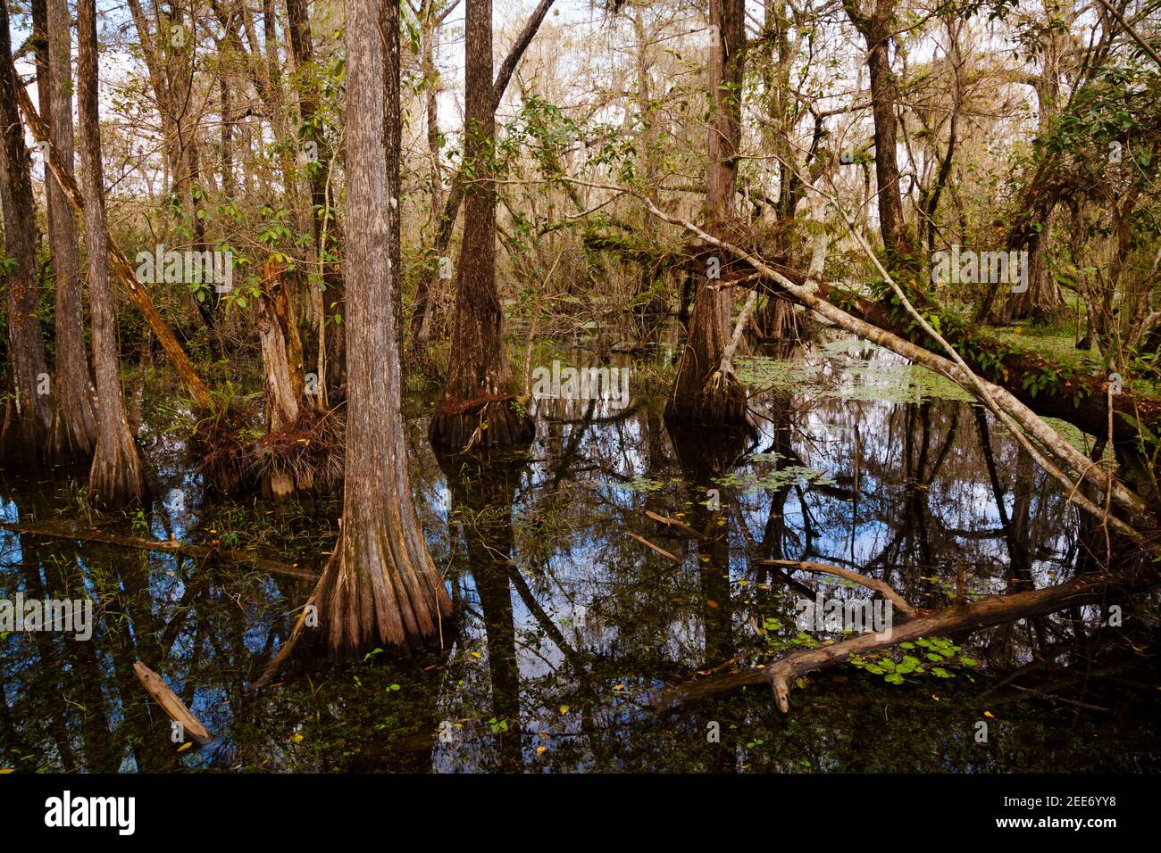 Big Cypress National Preserve, Florida Stock Photo