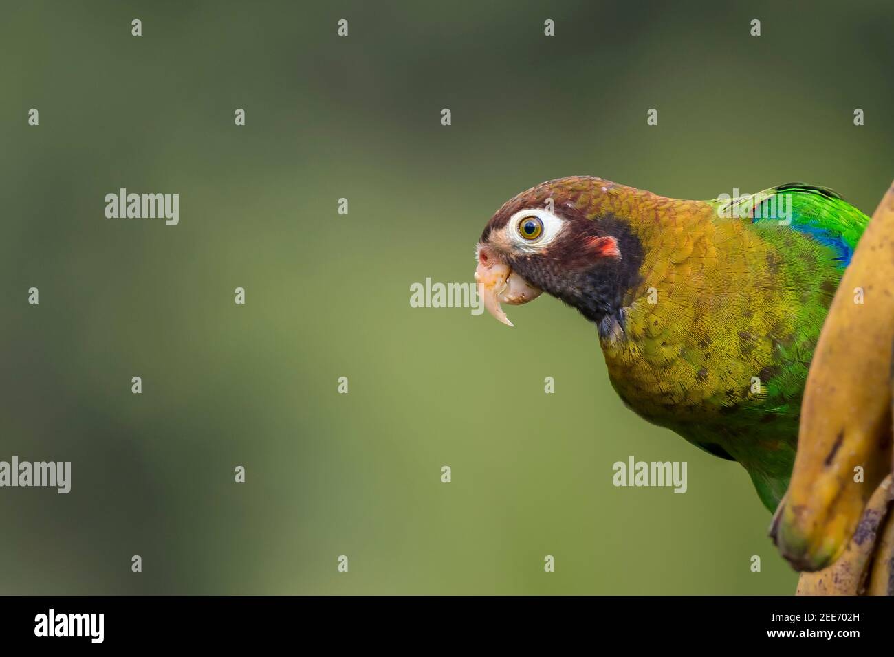 Brown-hooded Parrot (pyrilia haematotis) eating plantain in the tropical rain forest of Costa Rica Stock Photo