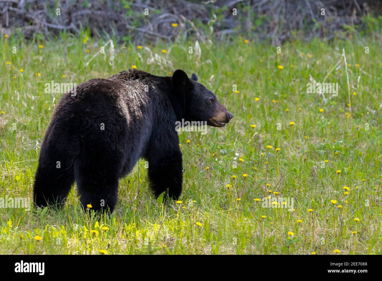A Black Bear (Ursus Americanus) eating dandelions during summer in the Canadian Rockies Stock Photo