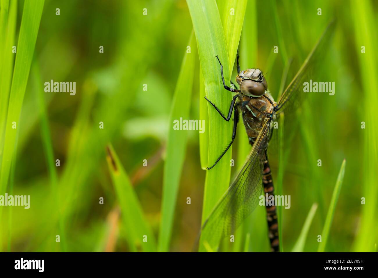 A Dragonfly (Anisoptera) resting on long grass during spring Stock Photo