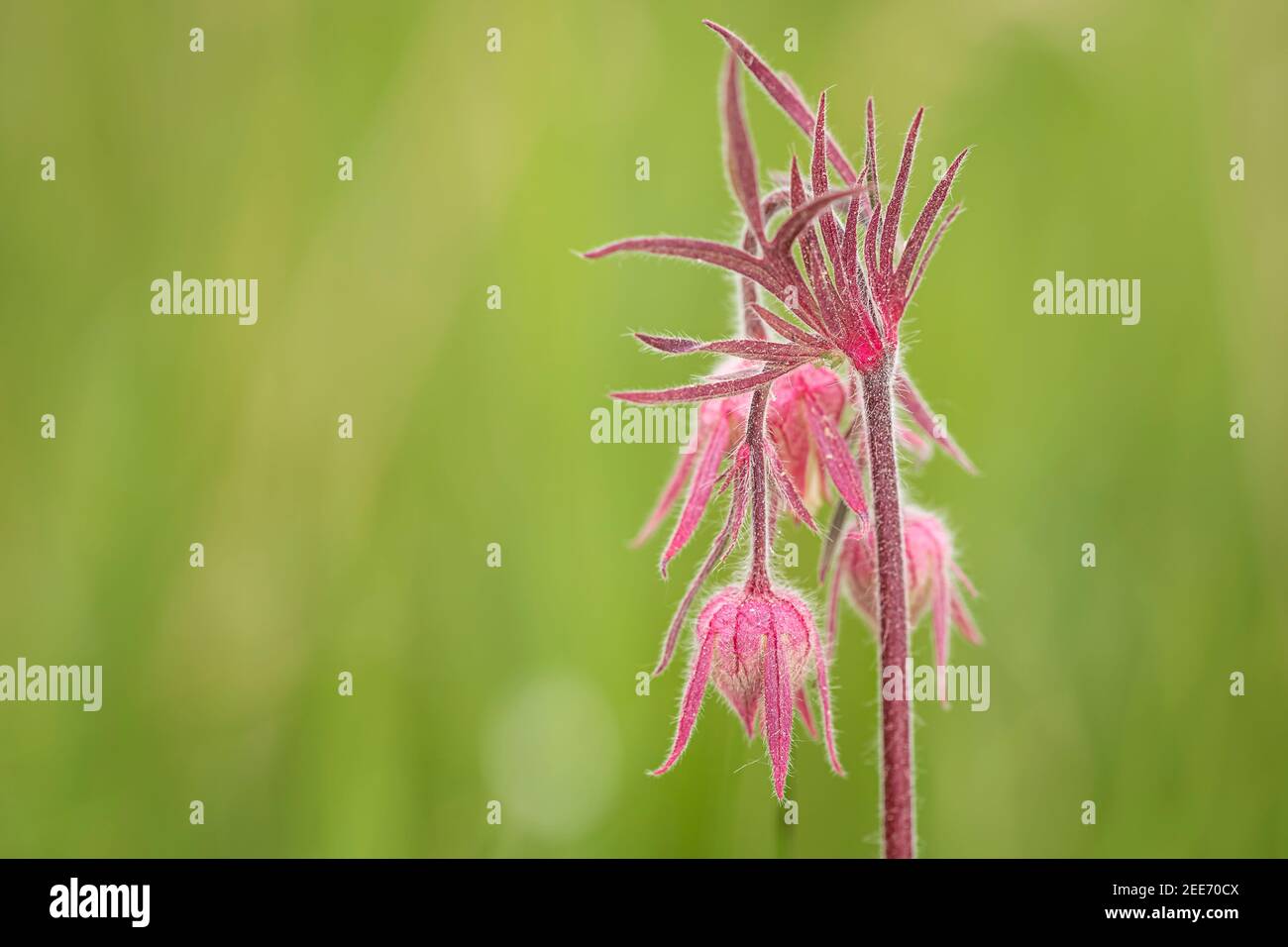 Praire Smoke pink flower (Geum Triflorum) in spring with a blurred green background Stock Photo