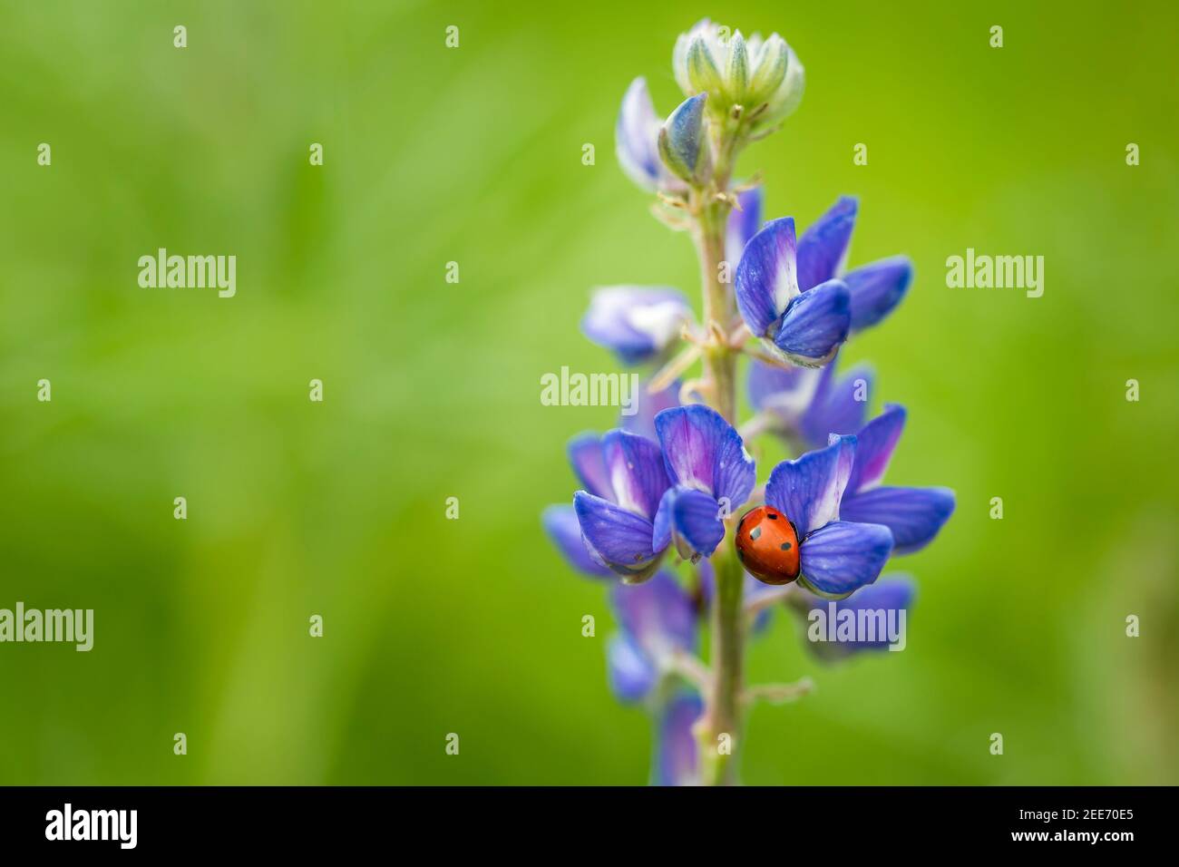 A Ladybug (Ladybird Beetle, Coccinellidae) on a blue and purple wild lupine (Lupinus Perennis) during spring with a blurred green background Stock Photo