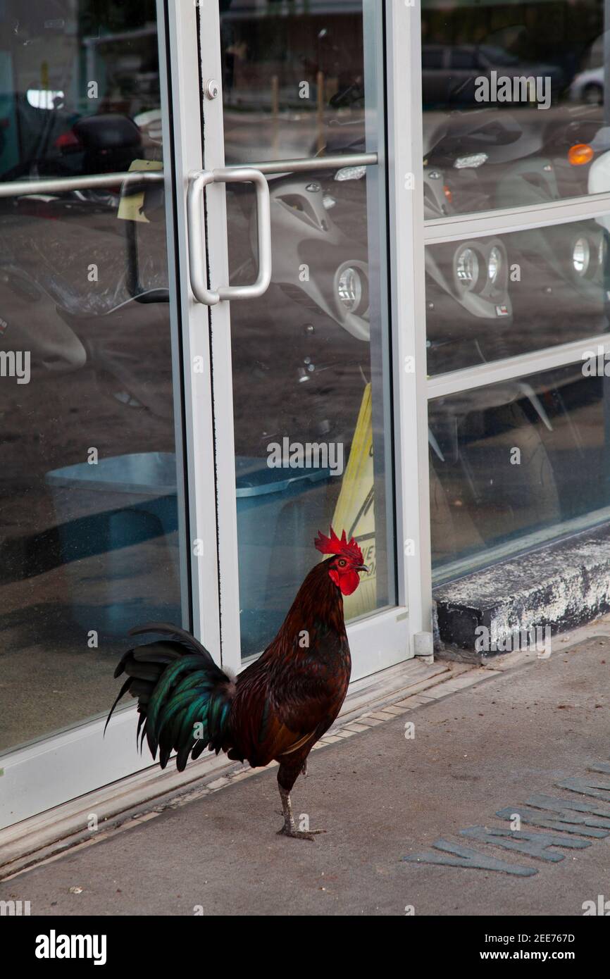 Wild rooster in Key West, Florida Stock Photo Alamy