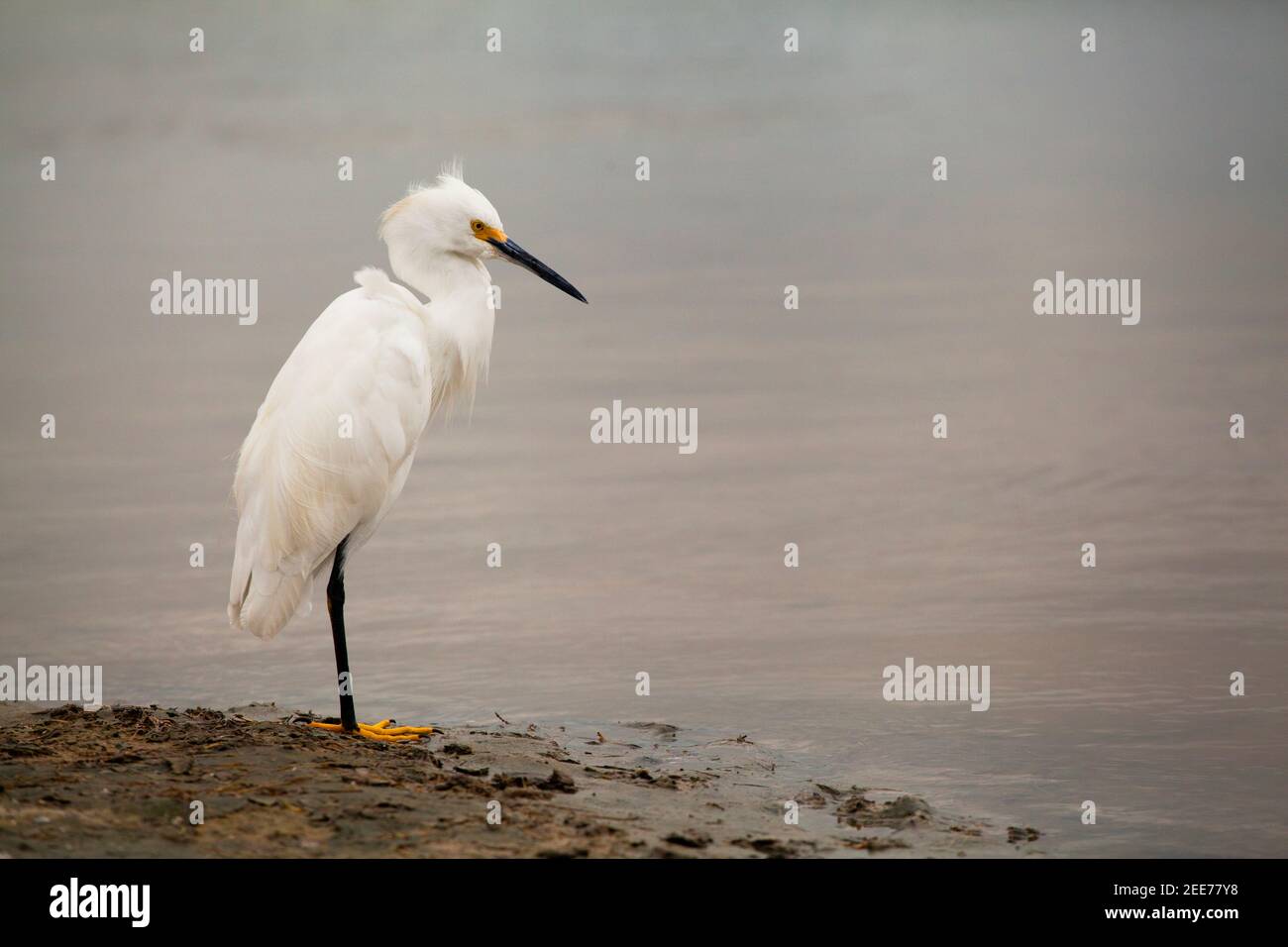 Snowy egret at the edge of the lagoon at Tiger Tail Beach, Marco Island, Florida Stock Photo