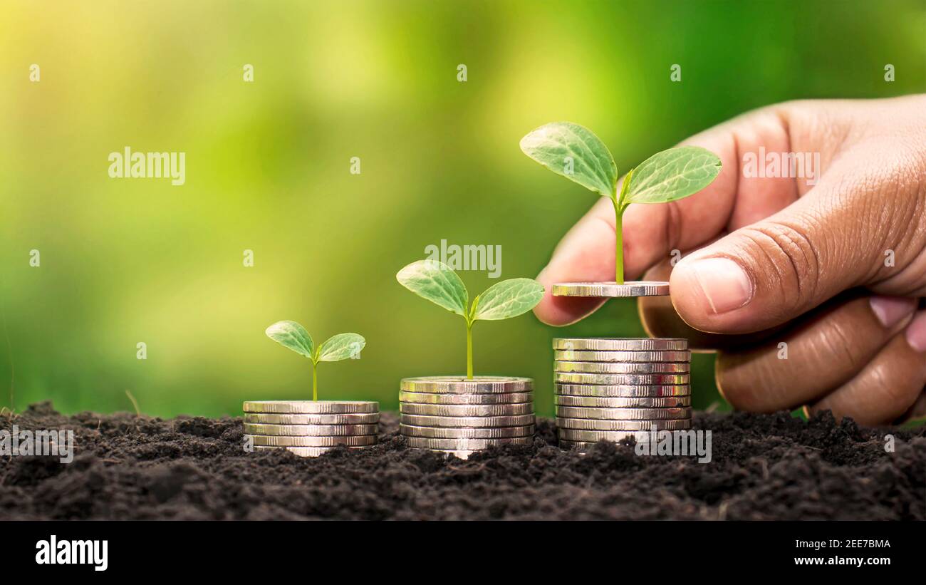 Human hands holding money and trees growing on money investment financial growth concept. Stock Photo