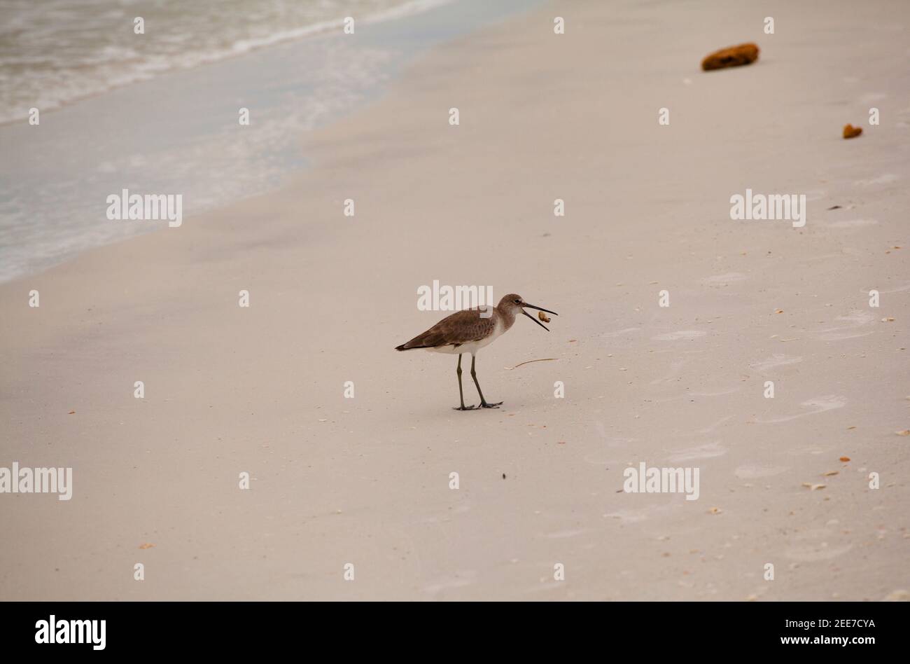 Sandpiper eating on Tigertail Beach, Marco Island, Florida Stock Photo