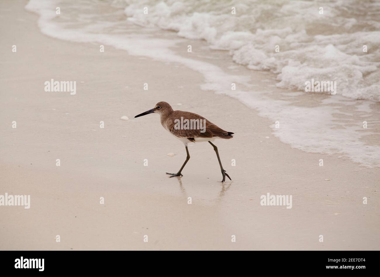Sandpiper walking on Tigertail Beach, Marco Island, Florida Stock Photo